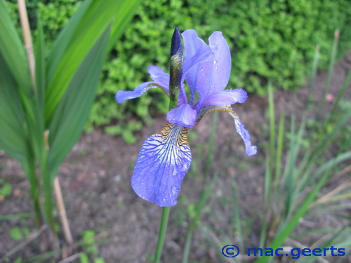 Iris setosa Perry's Blue